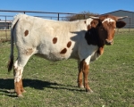 LR Shes Kinda Jada CP - Longhorn Heifers