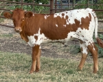 Sally Solution CP - Longhorn Heifers