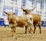 LR High Water CP - Longhorn Bulls