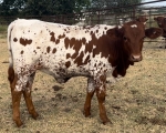 LR Lil Miss Sunshine CP - Longhorn Heifers