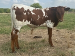 Rocky CP - Longhorn Bulls
