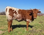 LR Totally Cheap CP - Longhorn Heifers