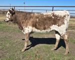 One Shade Of Grey CP - Longhorn Heifers