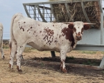 LR Rev Me Baby Girl CP - Longhorn Heifers