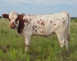 LR Rev Me Baby Girl CP - Longhorn Heifers
