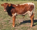Brindle Bob CP - Longhorn Bulls