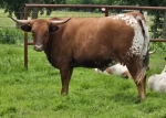 Watchout Dolly CP - 