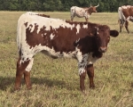 LRSweetPeaCP X S Revival heifer - 
