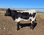 Cracker Jack CP - 