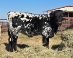 LR Discoverys Fool CP - Longhorn Heifers