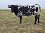 LR Discoverys Fool CP - Longhorn Heifers