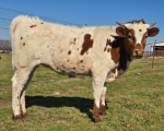 Rev Me Princess CP - Longhorn Heifers
