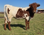 LR Red Blossoms CP - Longhorn Heifers