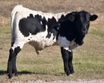 Rondo Society bull - Longhorn Bulls