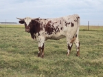 LR Sweetie CP - Longhorn Heifers