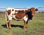 LR Mama Jama CP - Longhorn Heifers