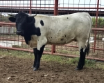 LR Big Boom CP - Longhorn Heifers