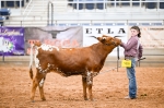 Over The Moon CP - Longhorn Heifers