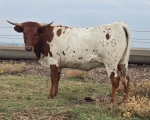 LR Marilyn CP - Longhorn Heifers