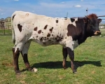 LR Metallic CP - Longhorn Heifers
