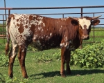 Highbrow Discovery CP - Longhorn Heifers