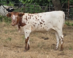 LR Lacey Discovery CP - Longhorn Heifers