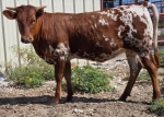 LR Monarch CP - Longhorn Heifers