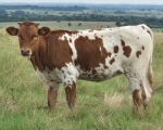 CE Lillie X CK Tenbar - Longhorn Heifers