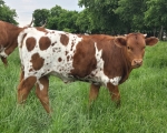 Katrina X Shindig - Longhorn Heifers