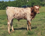 Delilah CP X Tenbar - Longhorn Bulls