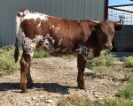 LR Madonna Lily CP - Longhorn Heifers
