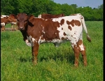 Electra X Shindig - Longhorn Heifers