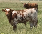 SKHCrysalis X CK Tenbar - Longhorn Bulls