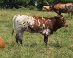 Shakeitlikeasaltshaker X Annas Nightwatch - Longhorn Heifers