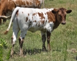 HL Jolene X Annas Nightwatch - Longhorn Heifers