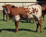 LR True Blue CP - Longhorn Heifers