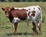 Chaparral Shindig X Cheryl's Favorite - Longhorn Bulls
