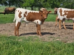 Chaparral Shindig X Cheryl's Favorite - Longhorn Bulls