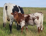 Black Magic X Perpetua James - Longhorn Heifers
