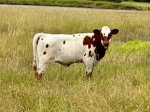 Double Duchess X Annas Nightwatch - Longhorn Heifers