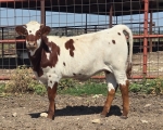 Double Down CP - Longhorn Heifers