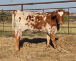 Sweet Aurora X Chaparral Shindig - Longhorn Heifers