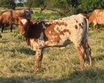 Sweet Aurora X Chaparral Shindig - Longhorn Heifers