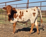Call Me Jamie CP - Longhorn Heifers