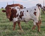 RevMyMagic heifer - Longhorn Heifers