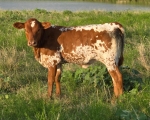 OCC Totally Bhin X LR Que Ball CP - Longhorn Heifers