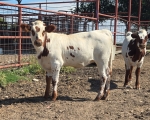 B B Que CP - Longhorn Heifers