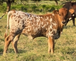 Melo Magic CP X Shindig - Longhorn Heifers
