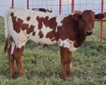 OhBabyDoll Heifer - Longhorn Heifers
