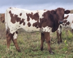 OhBabyDoll Heifer - Longhorn Heifers